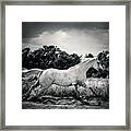 Arabian Horse Running In The Field Black And White Framed Print
