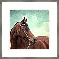 Arabian Mare With Headstall Framed Print