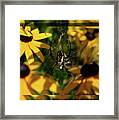 Arachnid Beauty Framed Print