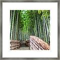Arashiyama's Bamboo Groves Framed Print