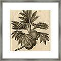 Arbre Apain Breadfruit Branch Framed Print