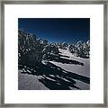 Arctic Birch Forest By Moonlight Framed Print