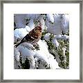 Arctic Finch On Snow Covered Branches Framed Print