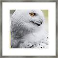 Arctic Snowy Framed Print