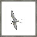 Arctic Tern Flying In Mist Framed Print