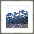 Arctic Wildflower Meadow At Snowy Peaks Framed Print