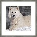 Arctic Wolf... Framed Print