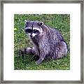 Are You Looking At Me... Framed Print