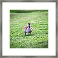 Are You My Mother? Framed Print
