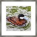 Argentine Ruddy Duck Framed Print