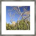 Arizona Sycamore Framed Print