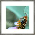 Art Of The Flower And Bee.... Framed Print