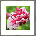 As Grand As It Can Be- Peony Framed Print