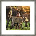 Asian Children And Buffalo At Countryside. Framed Print