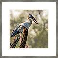 Asian Openbill Framed Print