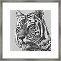 Asian Tiger 2 Framed Print