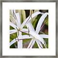 Asiatic Poison Lily 2 Framed Print