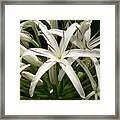 Asiatic Poison Lily Framed Print