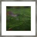 Asparagus Fern Framed Print
