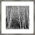 Aspen Forest Black And White Print Framed Print