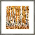 Aspen Forest In Fall Framed Print