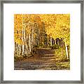 Aspen Path Framed Print