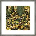 Aspen Tree Boles In Leaves Framed Print