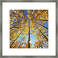 Aspen Tree Canopy 2 Framed Print