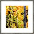 Aspen Trees Framed Print