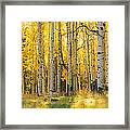 Aspen Trees In A Forest, Coconino Framed Print