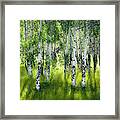 Aspen Trees Summer Forest Framed Print