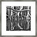 Assawoman Canal, Roots #04900 Framed Print