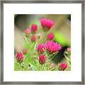 Asters And Lattice Framed Print