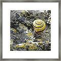 At A Snail's Pace Framed Print