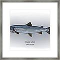 Atlantic Salmon Framed Print