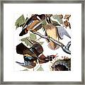 Audubon: Duck Framed Print