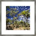 Australian Bushland Framed Print