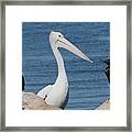 Australian Pelican And Cormorants Framed Print