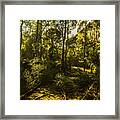 Australian Rainforest Landscape Framed Print