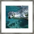 Australian Sea Lion Framed Print