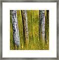 Autumn Aspen Recollections Framed Print