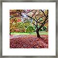 Autumn At Westonbirt Arboretum Framed Print