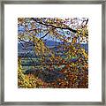 Beech Tree In Autumn Framed Print