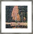 Autumn Birch By The Lake Framed Print