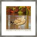 Autumn Bird Framed Print