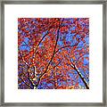Autumn Blaze Framed Print