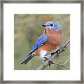 Autumn Bluebird2 Framed Print