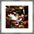 Autumn Changing Framed Print