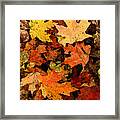 Autumn Color Framed Print