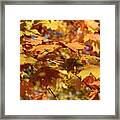 Autumn Colors 3 Framed Print